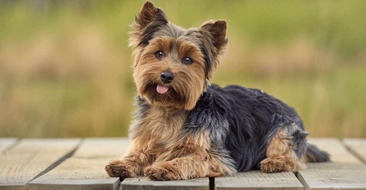 20 Low Shedding Dogs That Are Perfect for Allergy Sufferers