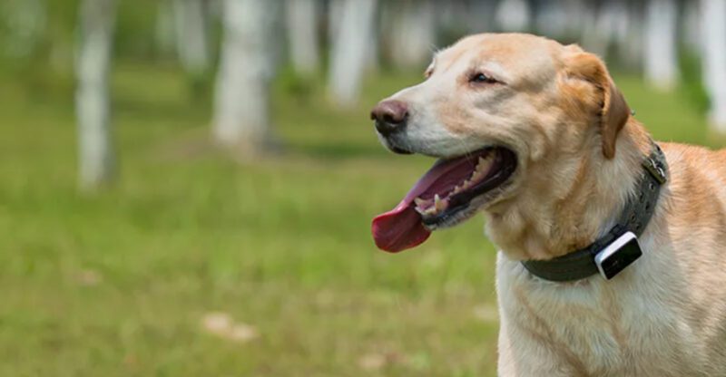 2025s Best GPS Trackers for Dogs Keep Your Pet Safe Anywhere