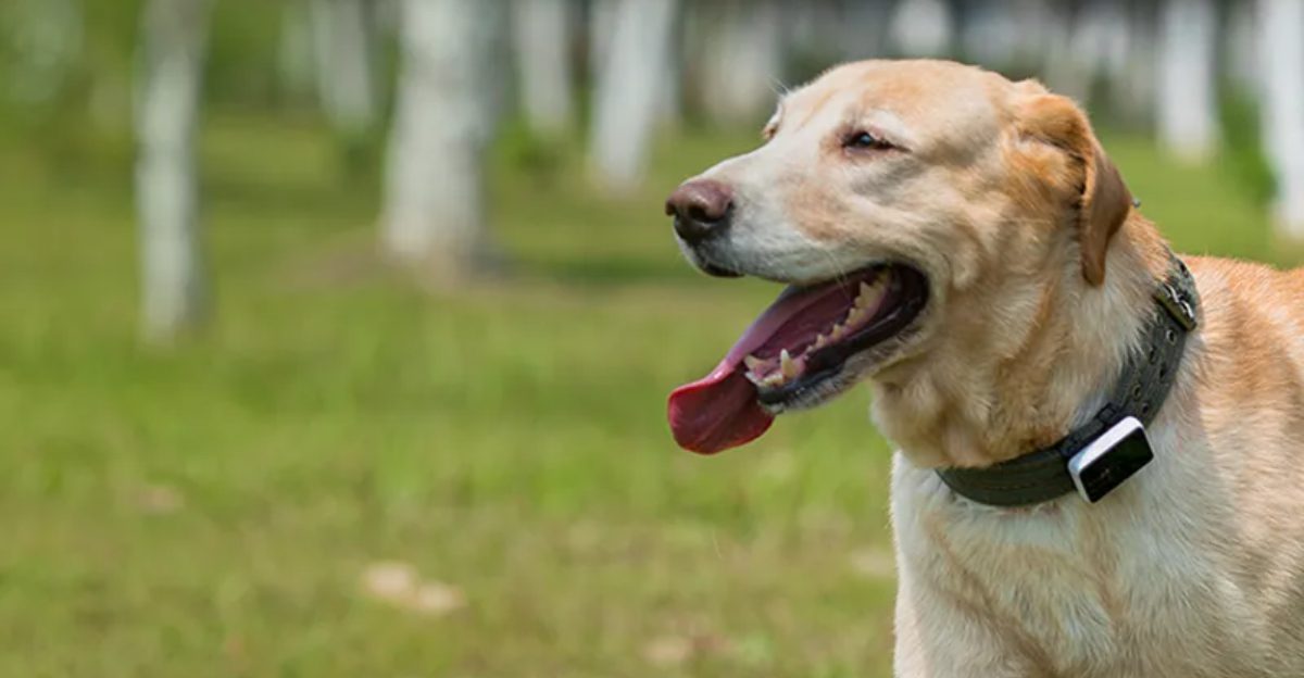 2025s Best GPS Trackers for Dogs Keep Your Pet Safe Anywhere