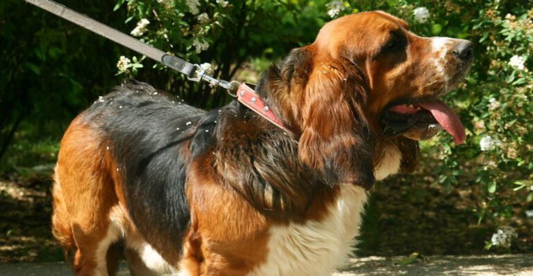 22 Dog Breeds That Enjoy Relaxed Walks More Than Intense Runs dog news
