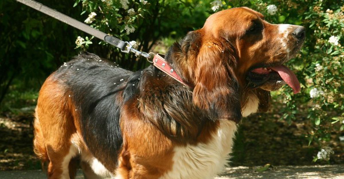 22 Dog Breeds That Enjoy Relaxed Walks More Than Intense Runs