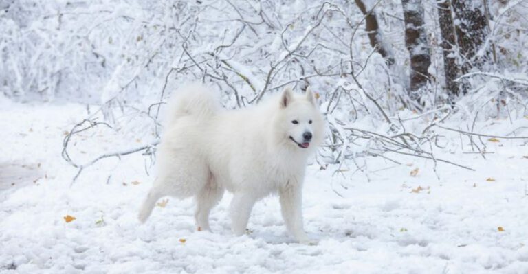 24 Dog Breeds Known for Their Naturally White Coats dog news