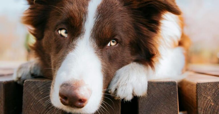 28 Dog Breeds Prone to Separation Anxiety and Strong Attachment dog news