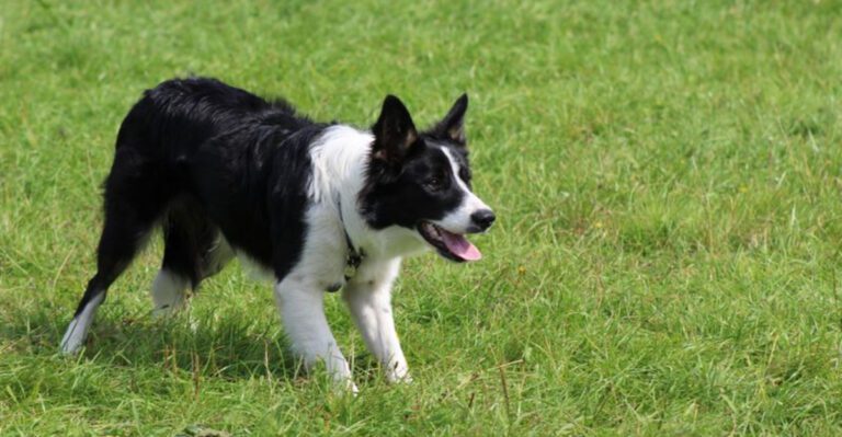 9 Dog Breeds Known for Their Exceptional Intelligence dog news