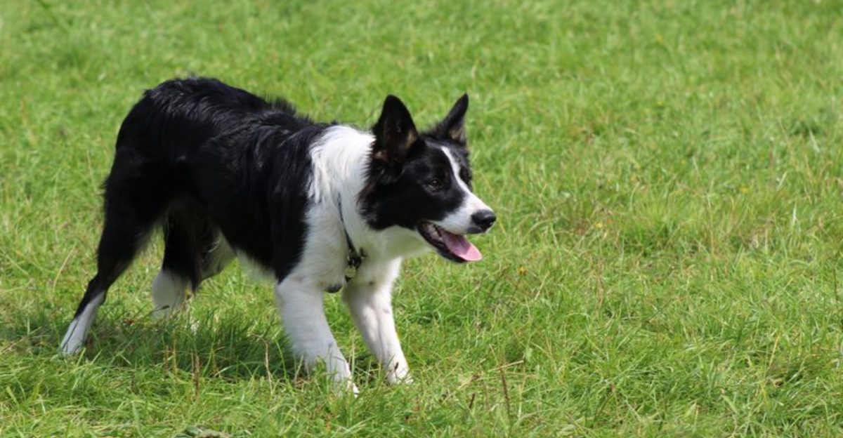 9 Dog Breeds Known for Their Exceptional Intelligence