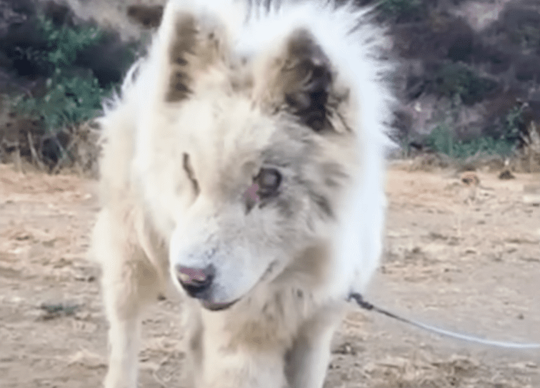 Abandoned Blind Husky Has The Best Glow Up The Dodo 0 0 screenshot