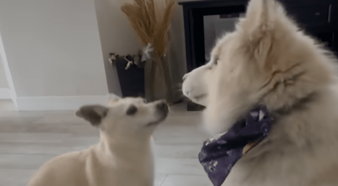 Abandoned Blind Husky Has The Best Glow Up The Dodo 1 42 screenshot