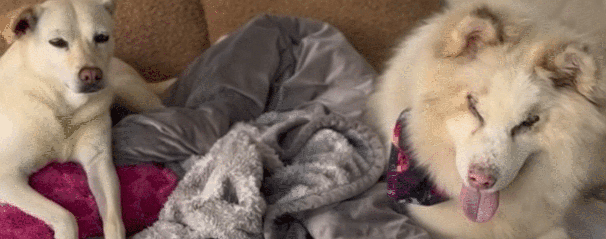 Abandoned Blind Husky Has The Best Glow Up The Dodo 1 56 screenshot