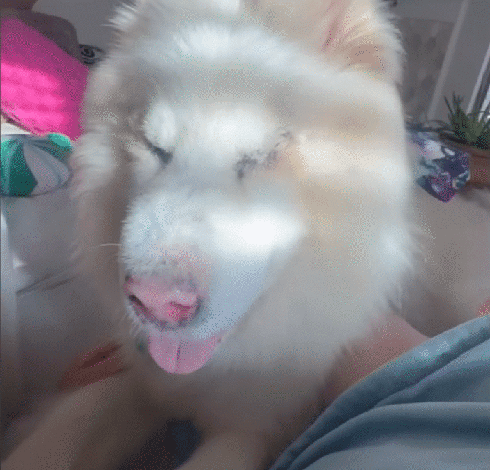 Abandoned Blind Husky Has The Best Glow Up The Dodo 2 36 screenshot