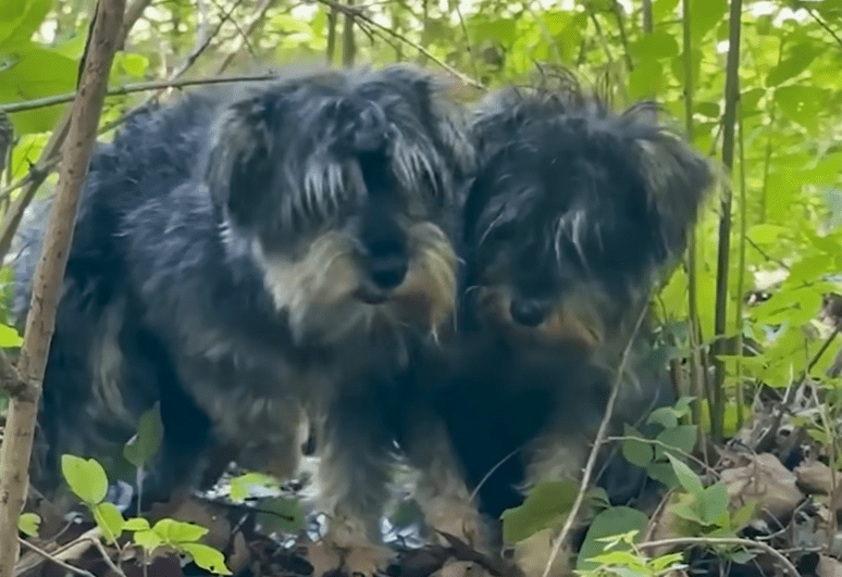 Abandoned Matted Schnauzers Get Rescued From Deep In The Woods The Dodo 0 2 screenshot