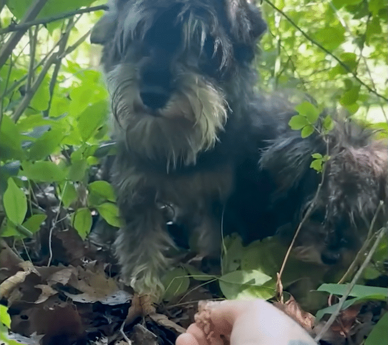 Abandoned Matted Schnauzers Get Rescued From Deep In The Woods The Dodo 0 59 screenshot