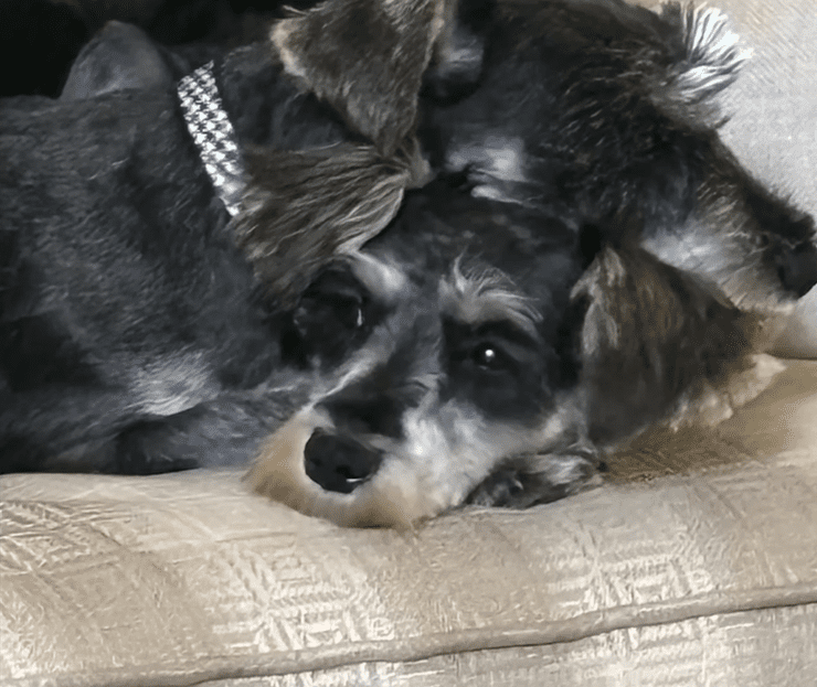 Abandoned Matted Schnauzers Get Rescued From Deep In The Woods The Dodo 1 30 screenshot