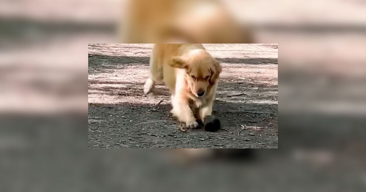 Arizona Golden Retriever Obsessed With Collecting Massive Rocks