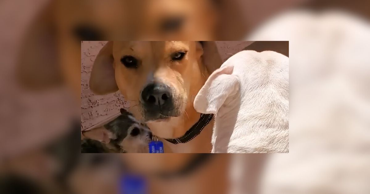 Arizona Stray Dog Wags His Tail For The First Time After Meeting A New Friend