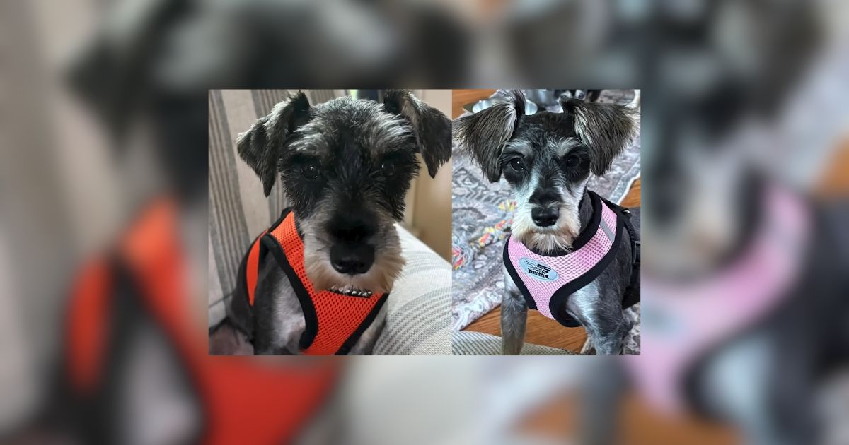 Arkansas Abandoned Schnauzers Rescued From Deep In The Woods