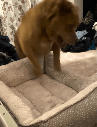 Blind Rescue Dog Stands At The Pantry Waiting For His Treats The Dodo 0 16 screenshot