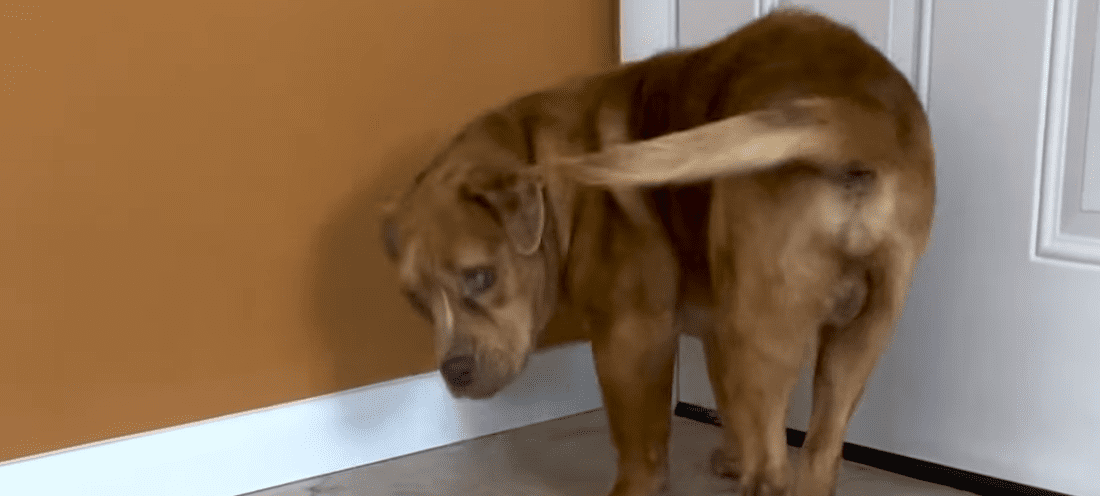 Blind Rescue Dog Stands At The Pantry Waiting For His Treats The Dodo 0 5 screenshot