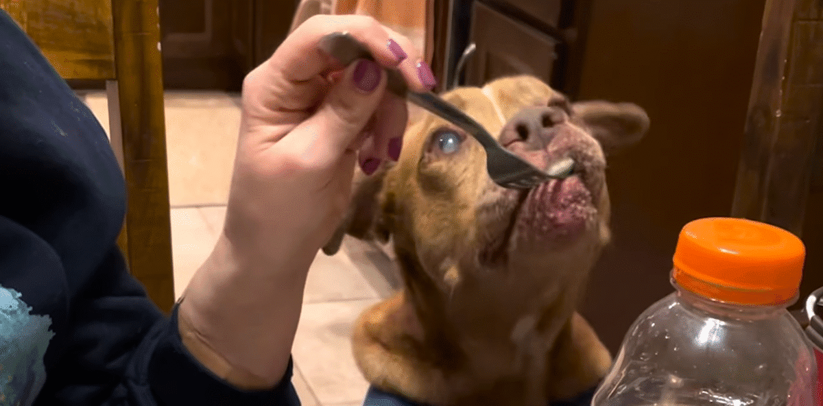 Blind Rescue Dog Stands At The Pantry Waiting For His Treats The Dodo 0 50 screenshot
