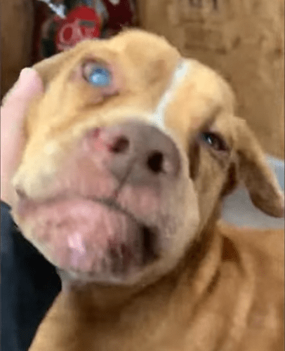 Blind Rescue Dog Stands At The Pantry Waiting For His Treats The Dodo 1 50 screenshot
