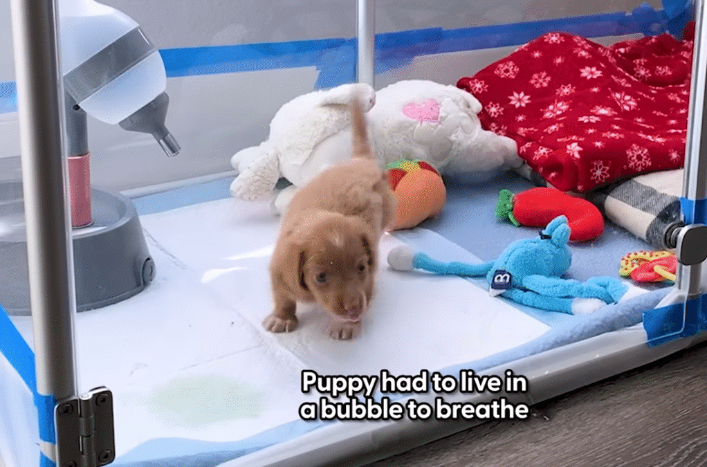 Bubble Puppy Decides Shes Ready To Breathe On Her Own The Dodo 0 1 screenshot