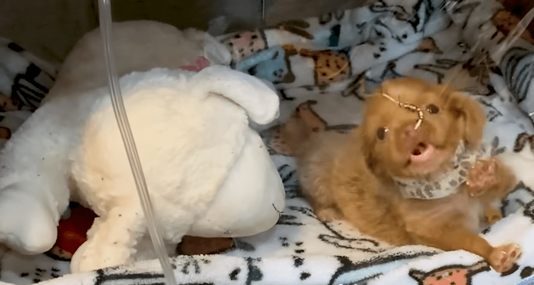 Bubble Puppy Decides Shes Ready To Breathe On Her Own The Dodo 0 26 screenshot