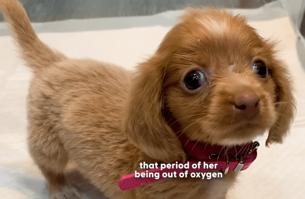 Bubble Puppy Decides Shes Ready To Breathe On Her Own The Dodo 1 2 screenshot