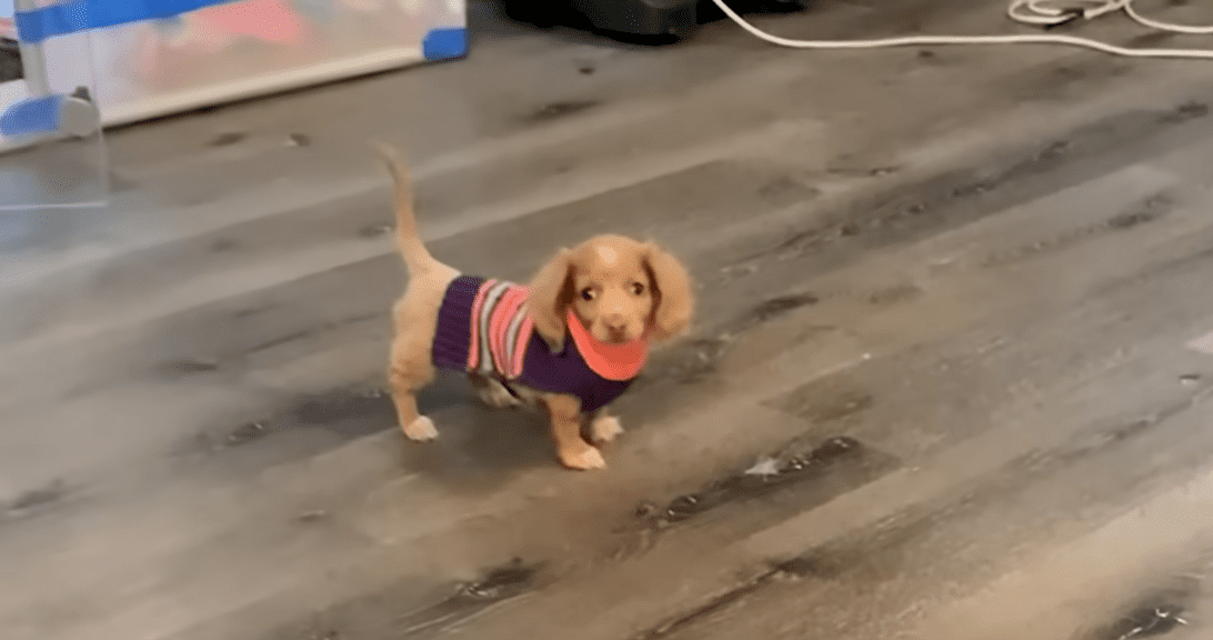 Bubble Puppy Decides Shes Ready To Breathe On Her Own The Dodo 2 22 screenshot