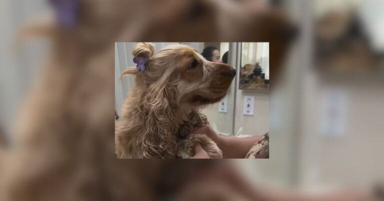 California Dog With Rapunzel Like Hair Gets Braids Buns And Curls From His Mom dog news