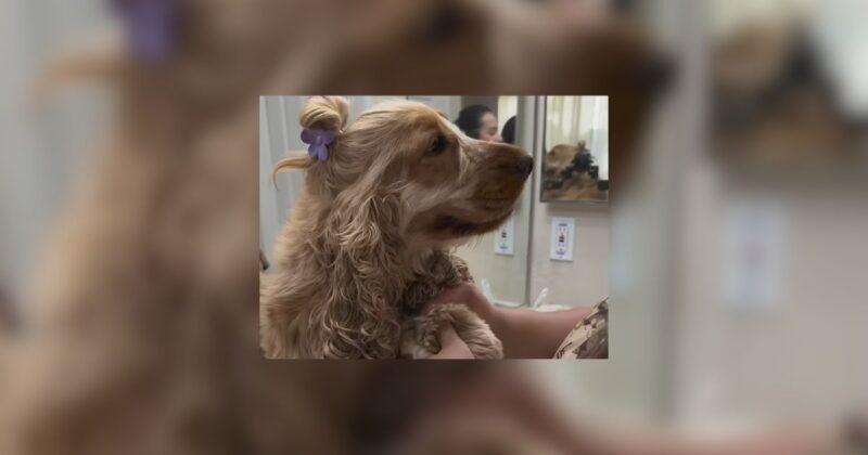California Dog With Rapunzel Like Hair Gets Braids Buns And Curls From His Mom dog news