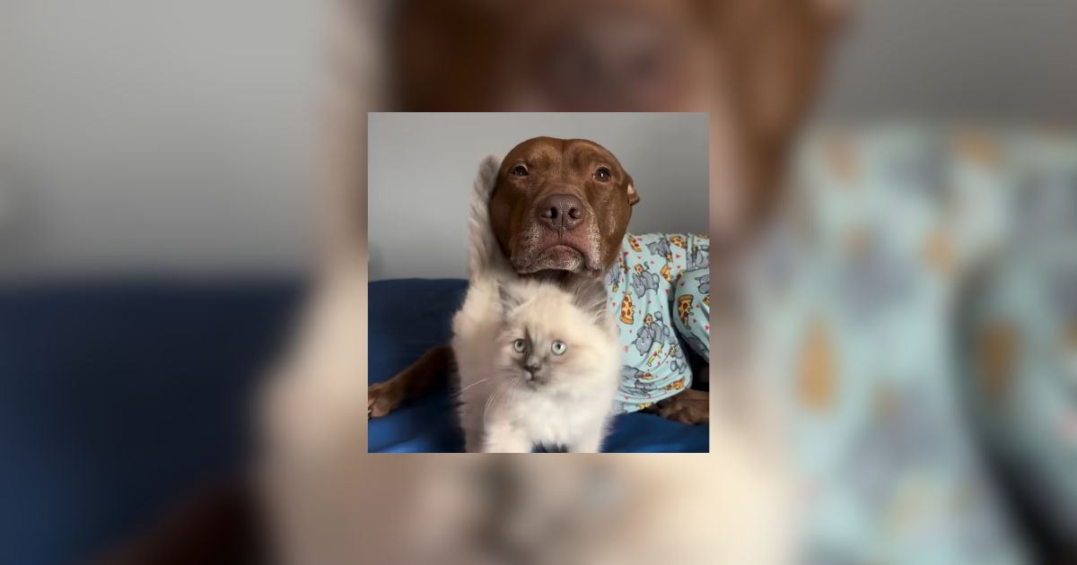 California Pittie Raised With Cats Thinks Hes One of Them