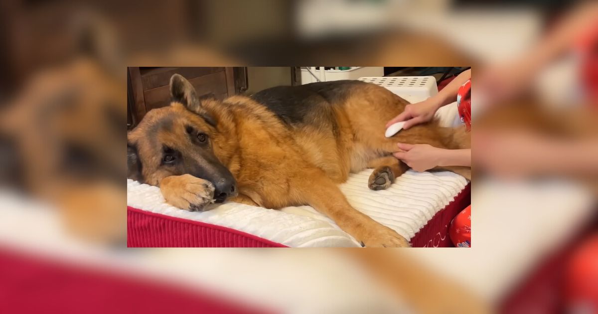 California Senior German Shepherd Loves Bringing Grandma Her Slippers 1