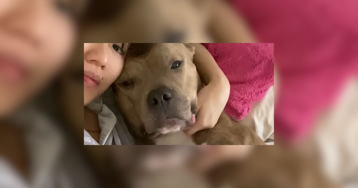 California Shelter Volunteer Meets One Pittie She Couldnt Leave Behind