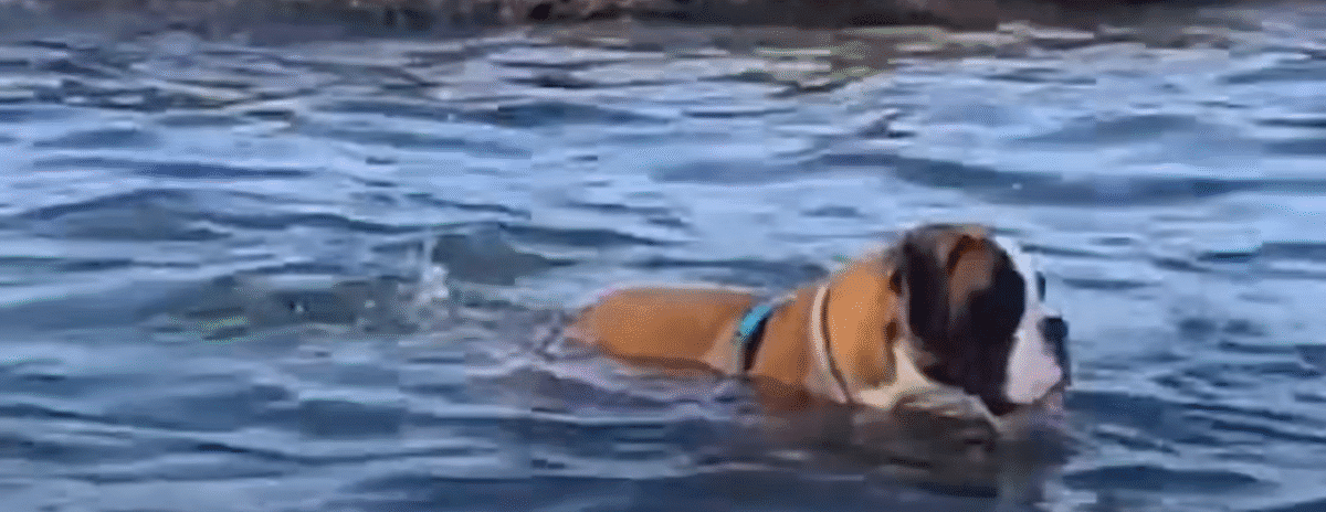 Couple Instantly Regrets Adopting Trouble Maker Puppy The Dodo 0 55 screenshot