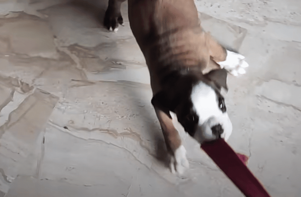 Couple Instantly Regrets Adopting Trouble Maker Puppy The Dodo 0 7 screenshot