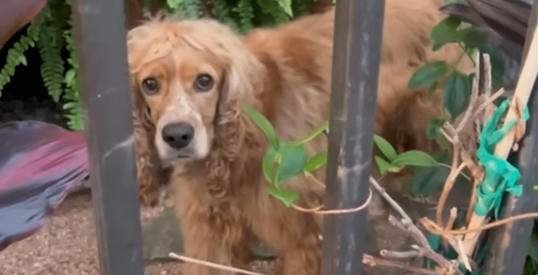 Dog Forced To Live Outside In Texas Heat Rescued By Neighbor The Dodo 0 2 screenshot