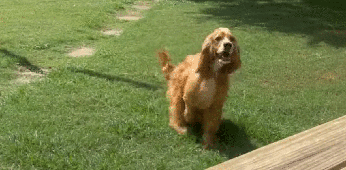 Dog Forced To Live Outside In Texas Heat Rescued By Neighbor The Dodo 0 51 screenshot