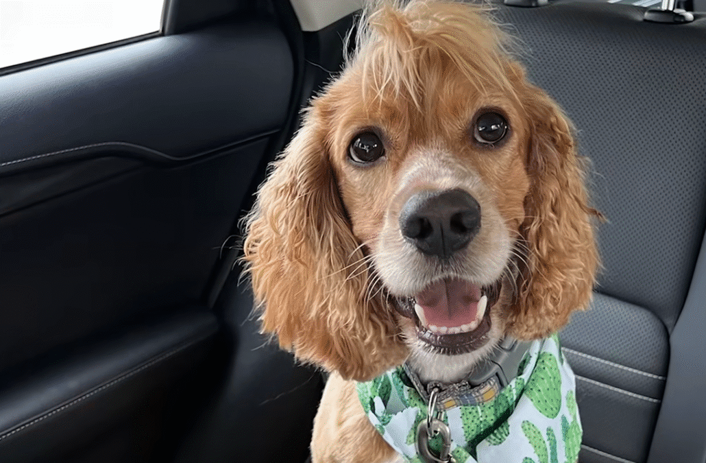 Dog Forced To Live Outside In Texas Heat Rescued By Neighbor The Dodo 1 3 screenshot