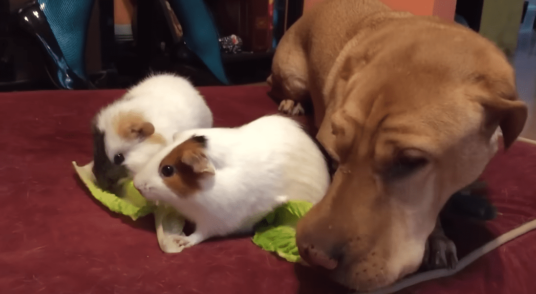 Dog Is Convinced Hes A Guinea Pig The Dodo 0 0 screenshot