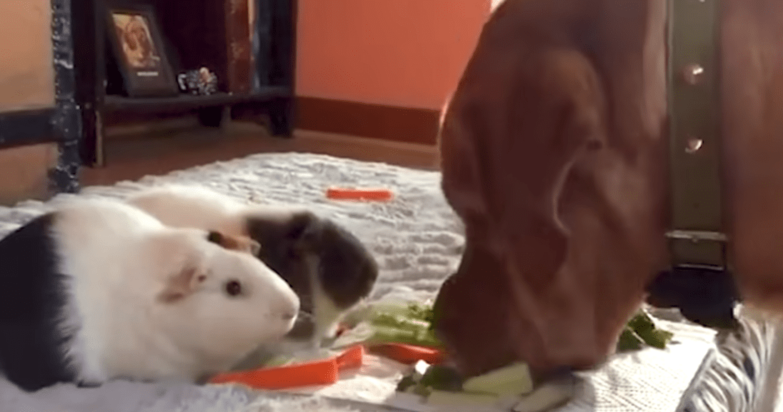 Dog Is Convinced Hes A Guinea Pig The Dodo 0 14 screenshot