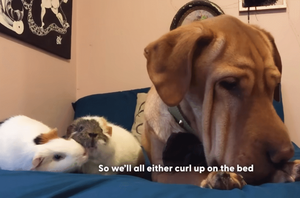 Dog Is Convinced Hes A Guinea Pig The Dodo 1 2 screenshot