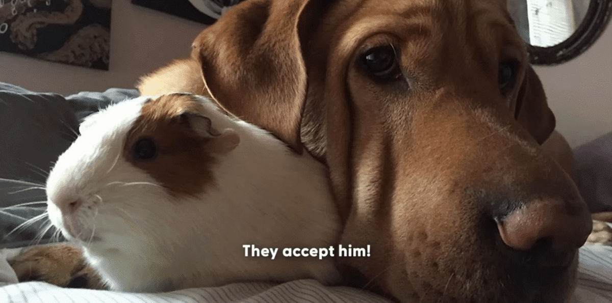 Dog Is Convinced Hes A Guinea Pig The Dodo 1 21 screenshot