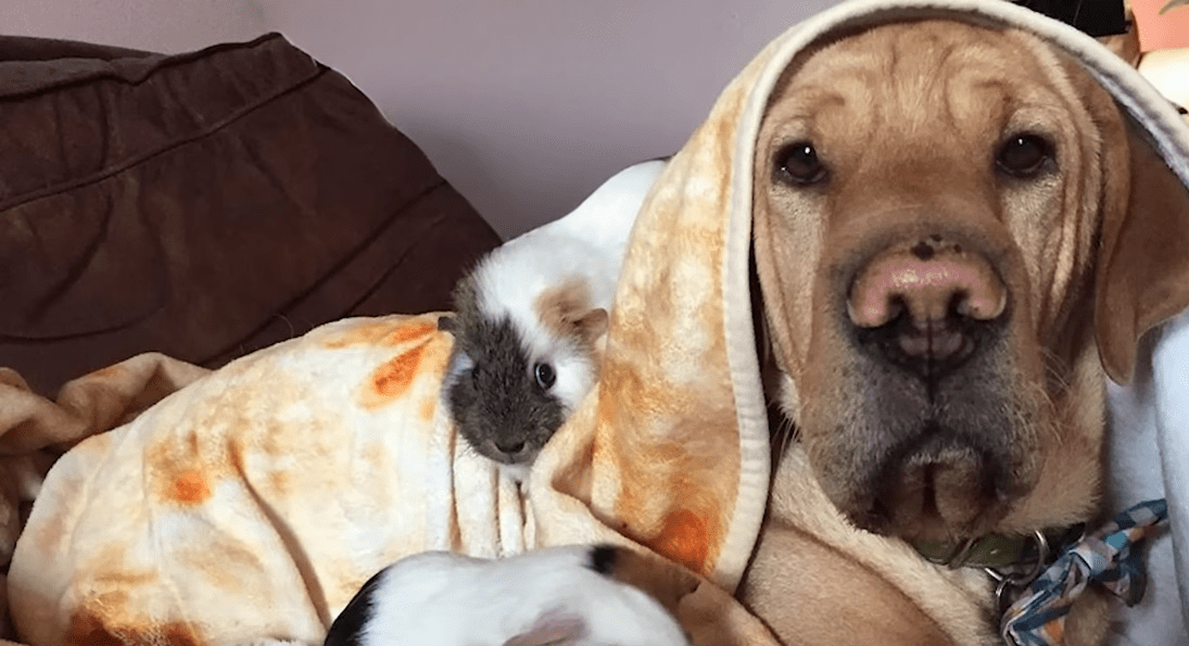 Dog Is Convinced Hes A Guinea Pig The Dodo 1 22 screenshot