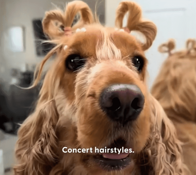 Dogs Hair Wouldnt Stop Growing So Mom Started Styling It The Dodo 0 12 screenshot