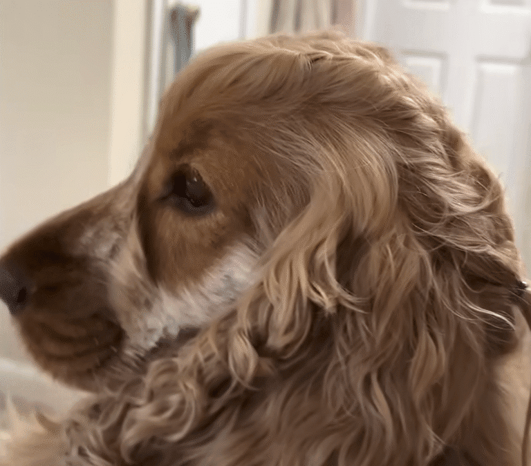 Dogs Hair Wouldnt Stop Growing So Mom Started Styling It The Dodo 0 5 screenshot
