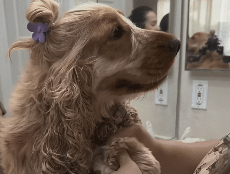 Dogs Hair Wouldnt Stop Growing So Mom Started Styling It The Dodo 1 13 screenshot