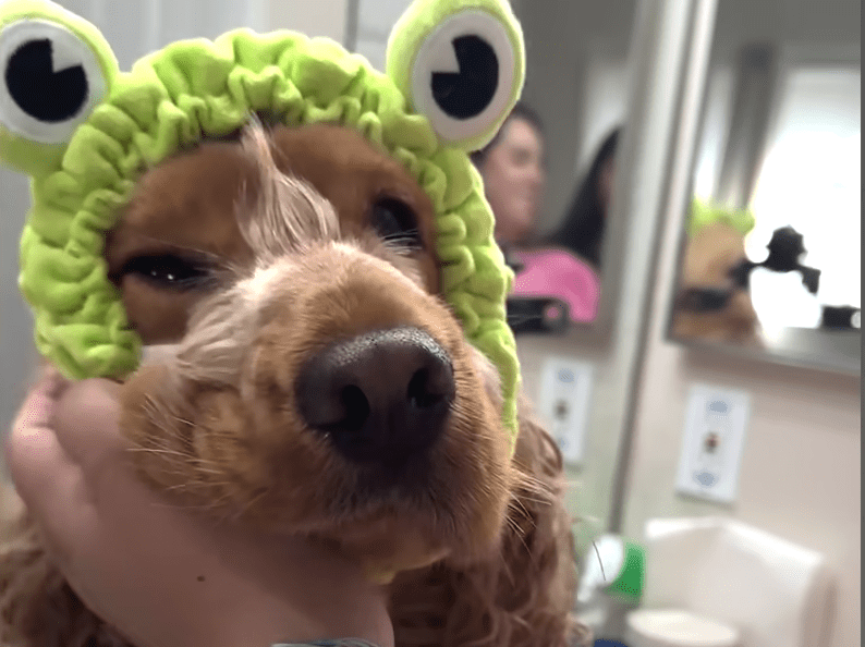 Dogs Hair Wouldnt Stop Growing So Mom Started Styling It The Dodo 1 29 screenshot