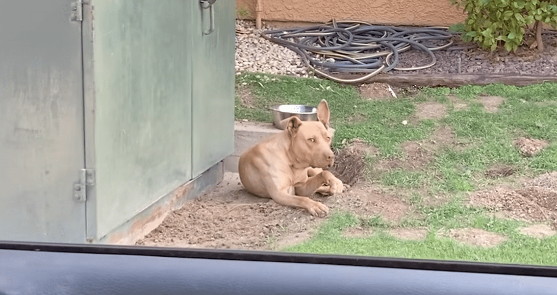 Elusive Stray Pitties Weeks Long Escape Ends In A Heartwarming Rescue The Dodo 0 17 screenshot