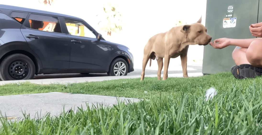 Elusive Stray Pitties Weeks Long Escape Ends In A Heartwarming Rescue The Dodo 0 34 screenshot
