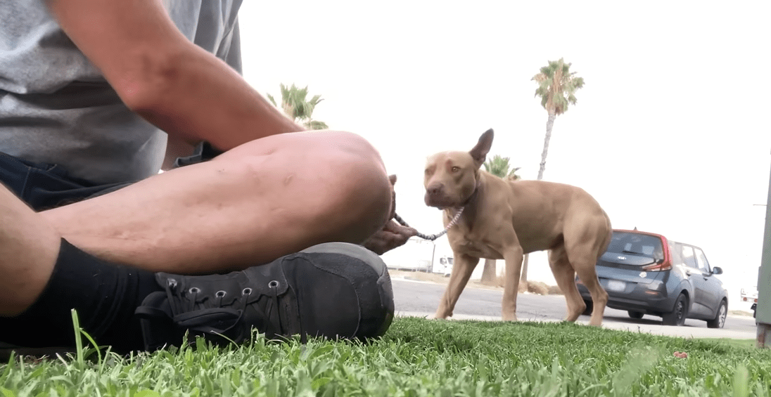 Elusive Stray Pitties Weeks Long Escape Ends In A Heartwarming Rescue The Dodo 0 7 screenshot