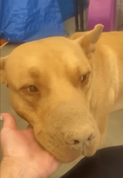 Elusive Stray Pitties Weeks Long Escape Ends In A Heartwarming Rescue The Dodo 3 2 screenshot